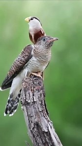 This is A Cuckoo Bird, his Mother Laid her Eggs in A Much Smaller Bird's Nest. That is What They Always Do, Most Likely The Nestling From The Small Bird Were Starved or Pushed out of Nest, These Poor Little Bird Have to Feed This Huge Baby! Please subscribe to our YouTube channel 👇 https://youtube.com/channel/UCLdJA1nkJLLKYOaSYO0h4Xw | World's Amazing pictures