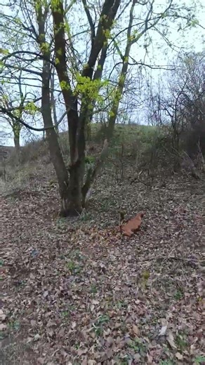 🤗 beautiful 🌳maple tree