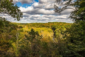 What’s a Pawpaw? The Fruit Your Great-Grandma Loved—And Foragers Keep Secret