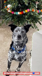 Adoption pending | All Herding Breed Dog Rescue of Illinois