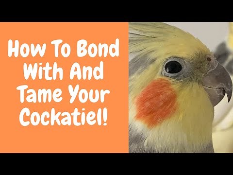 How To Bond With / Tame Your Cockatiel | Parrot Behaviour | TheParrotTeacher