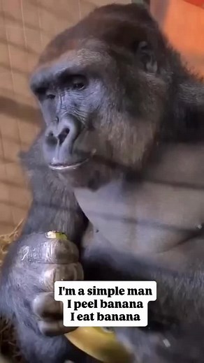 36K views · 5.8K reactions | Why do gorillas love bananas? Gorillas do not encounter bananas in the wild so bananas do not form part of a gorilla’s natural diet. They may be fed them in zoos. When that happens, they like bananas because they’re tasty and high in energy content #fblifestyle | Jerry Adriko | Facebook
