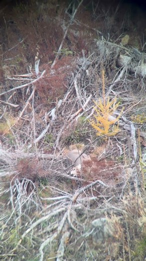 Mule deer down! We call these management bucks. Not every one can be a trophy. #trailcamnut #deer