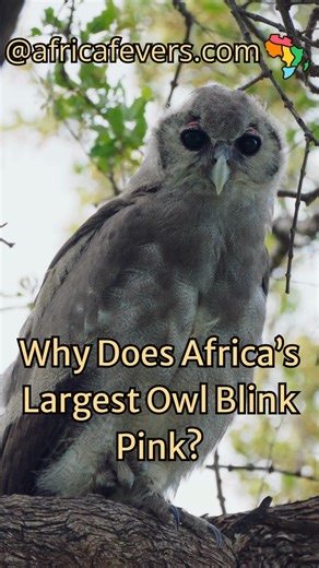 The Verreaux’s eagle owl is the biggest in Africa, with a wingspan of over 1.5 meters 🦉. What sets it apart is its unusual pink eyelids, visible when it blinks. This rare trait makes it instantly recognizable. These owls are powerful hunters, capable of taking prey as large as monkeys or even small antelopes. They’re mostly nocturnal, using deep hoots to communicate across long distances. What’s surprising is their adaptability—they can thrive in savannahs, woodlands, and even near villages. Ye