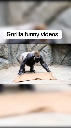 Gorilla Funny Videos: Hilarious Moments You Must See