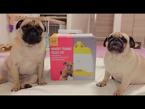 🔴神回！海外の犬用おもちゃをアメリカから取り寄せてみた
