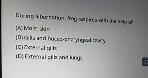 During hibernation, frog respires with the help of(A) Moist sk... | Filo