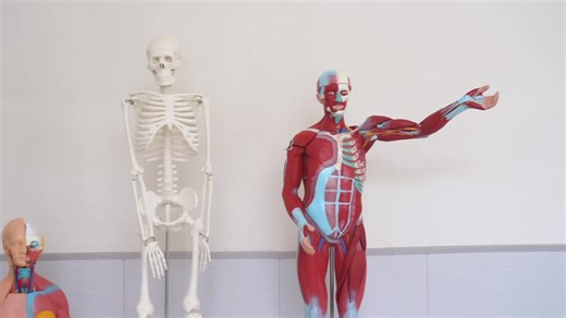 High Standard PVC Manikin Medical Science Anatomical Model of the Male Reproductive System 1 Part for School Use