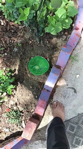 #beautiful butterfly in my garden