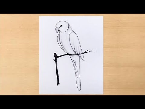 simple pencil shading pencildrawing/parrot drawing