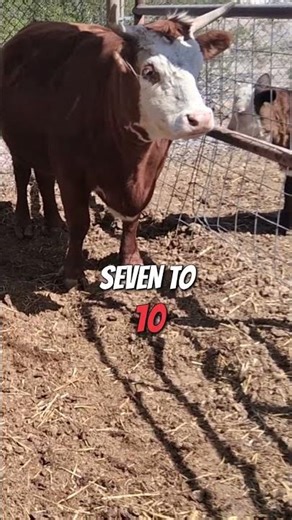Overdue Ranch Update: What's Happening? #shorts