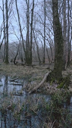 The Spring peeper and Upland chorus frogs are in full chorus. | William Cottrell