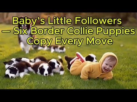 Baby’s Little Followers — Six Border Collie Puppies Copy Every Move 😂#dogvideo #BabyAndDogs