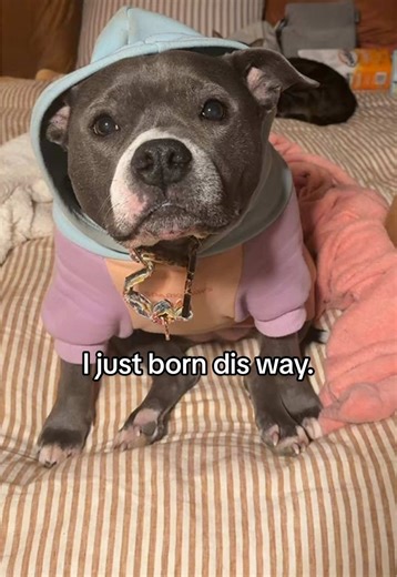 Gertie is cutie patootie behavior personified. (I sploot. I cyoot.) #pitbull #pitbullsoftiktok #dogsoftiktok #dogmomlife #funnydog