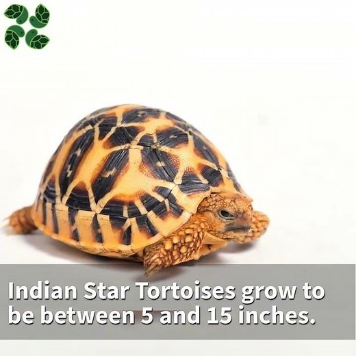 6 Types of Tortoises that stay small