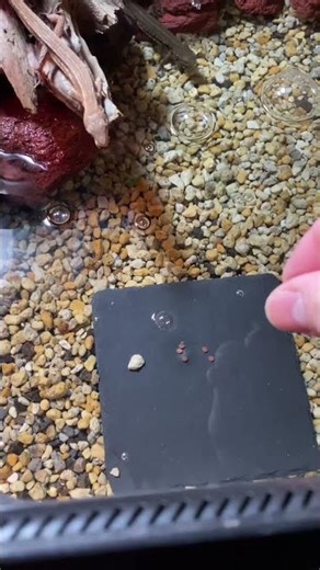 アカハライモリの餌を横取りしようとするカナヘビ