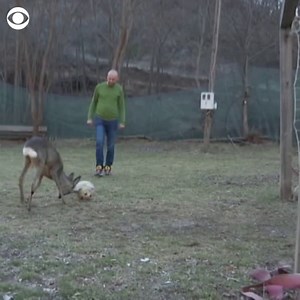TEAM PLAYER: A deer cub that was adopted by a family in Bosnia & Herzegovina has developed a new activity: soccer. | CBS News