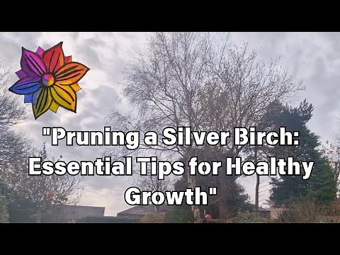 Pruning a Silver Birch: Essential Tips for Healthy Growth
