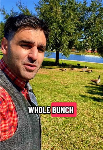 Geese Behind You???? 🪿 #CapCut #geeseoftiktok #LIVEIncentiveProgram #SpareMomentsLIVE #PaidPartnership