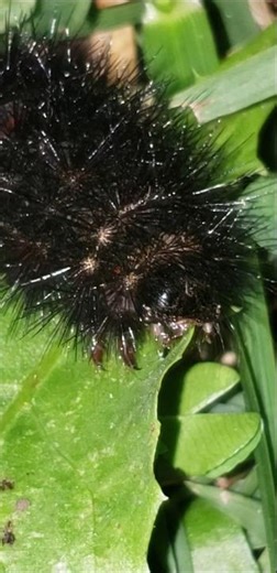GIANT LEOPARD EATING SALAD!!! #caterpillar #nature #scary #horror #creepy #insects #wildlife #shorts