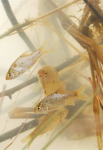 カンボジアでの魚獲り体験