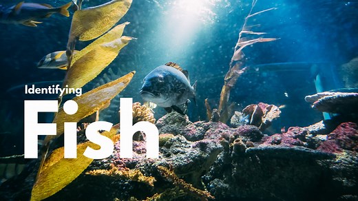 Identifying Fish