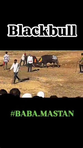 BLACK BULL 🇮🇳 on Instagram: "#instgramreels🎥♥️♥️♥️ #instadaily #viral #bullfighting #angryblackbull777"