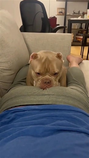 Funniest Pet Moments Ever Caught on Camera 😂🐾#funnypets #funnycats #funnydogs#viral