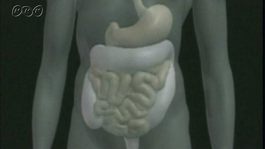 消化管の旅 | NHK for School