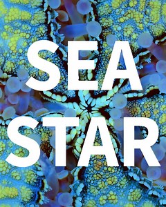 Now Available: The Sea Star Bracelet January’s bracelet is inspired by the Sea Star. A study performed in 2017 observed that sea stars have been steadily ingesting microplastic particles for the last 4 decades. Every 4ocean product purchased removes one pound of trash from the ocean and coastlines which will help keep the seastar environment healthier. Visit http://bit.ly/2tFwrfT to shop. | 4ocean