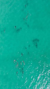 300K views · 7.9K reactions | It was so perfect today! Just offshore of Shell Island we came upon a huge pod of Atlantic Bottlenose Dolphins. #dolphins #florida #panamacitybeach | Sea Screamer | Facebook