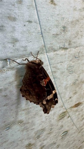 Moth into the #flame 🔥 #cool #creatures staying warm #inside