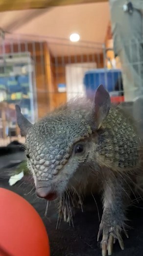 🚨 Incoming armadillo 🚨 | The Toronto Zoo