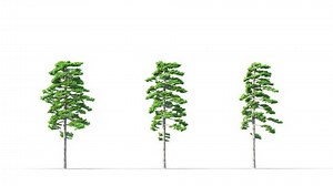 Spring trees swaying in the strong wind. Isolated 3D realistic tree swaying to the wind with alpha matte layer for transparency in the background.