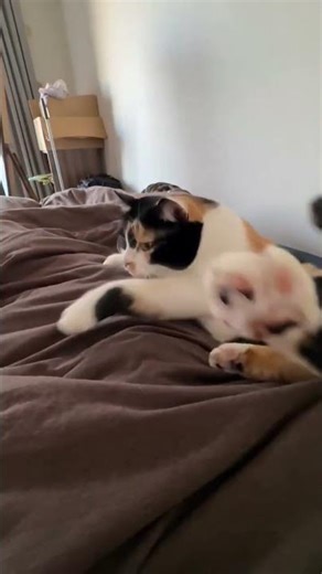 Oops! This Kitten Slipped Off the Bed 😂🐱 #shorts #kitten #viral #cat #cats #cutecats #catlovers #pet