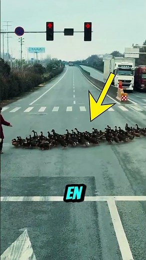 The incredible journey of an army of ducks