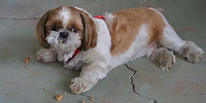 Why Do Dogs Walk Away From Their Bowl To Eat?