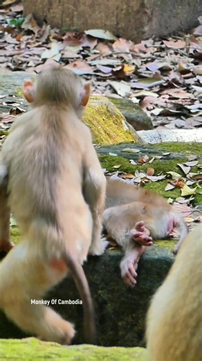 Million Tears and Endless Sadness as Poor Little Baby Archie Is Found Abandoned, Both Legs Badly Injured, Unable to Walk Anymore, Leaving Everyone Heartbroken and Full of Deep Pity | Monkey Of Cambodia