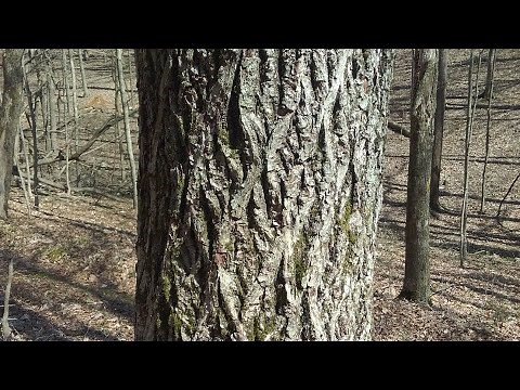 Mockernut Hickory early spring identification