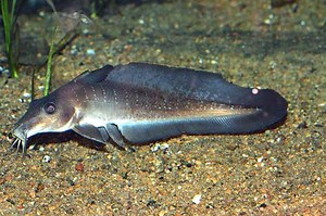 Toothless catfish - Alchetron, The Free Social Encyclopedia