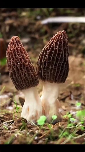 This Mushroom Explodes Millions of Invisible Spores #plantfacts #facts #mushrooms2025 #fungi