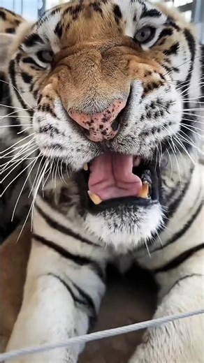 baby tiger beautiful moment