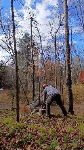 Cutting a tall maple pulpwood tree 🍁 #shorts #lumberjack #tree #logging #logger #wood #chainsaw