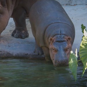 129K views · 6.3K reactions | And now back to our regularly scheduled programming! This week Mr. T demonstrates exactly where hippos get their name. | San Diego Zoo | Facebook