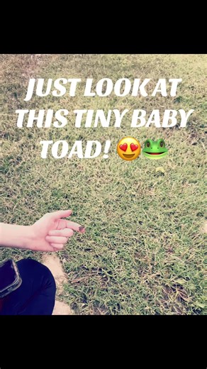 Tiny Baby Toads: Adorable Moments to Cherish