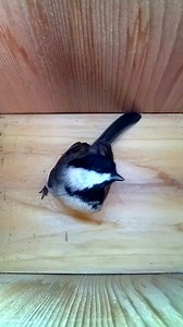 110K views · 5.1K reactions | Chickadees are back  #wildlife #birdwatching #nature #birdhouse #birds | Nest Box Live | Facebook