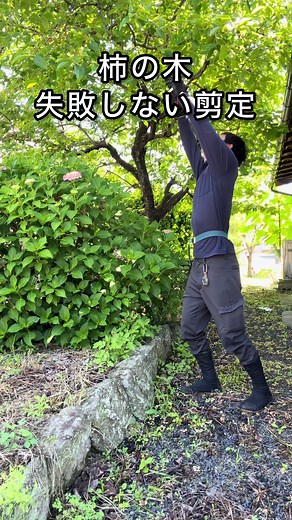 柿の木の剪定：これだけ覚えておけば安心