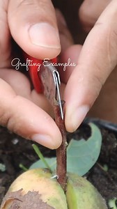 252K views · 6.6K reactions | Rooting and grafting plant ideas | Grafting Examples | Facebook