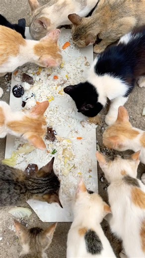 very poor💞 #cat #shortvideo