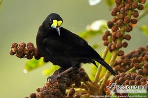 Short tailed paradigalla - Alchetron, the free social encyclopedia